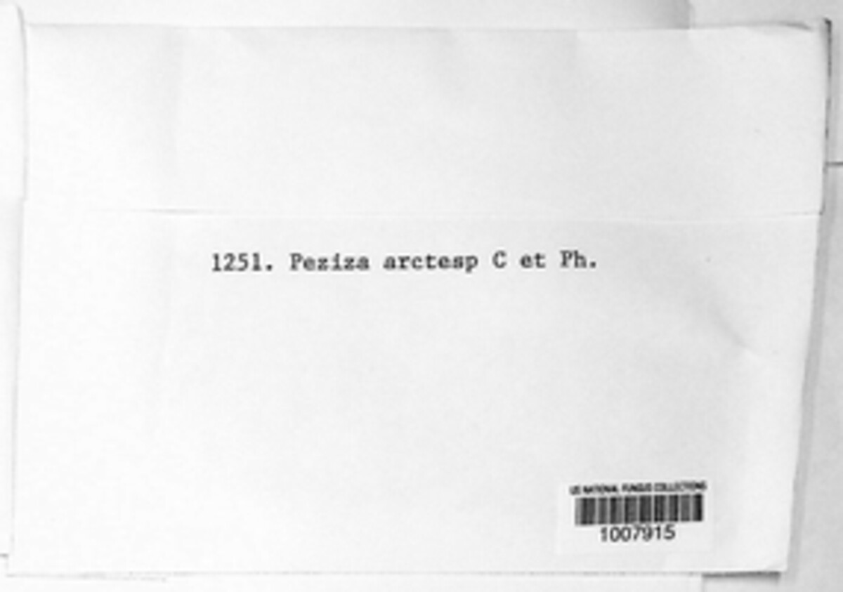 Parascutellinia arctespora image